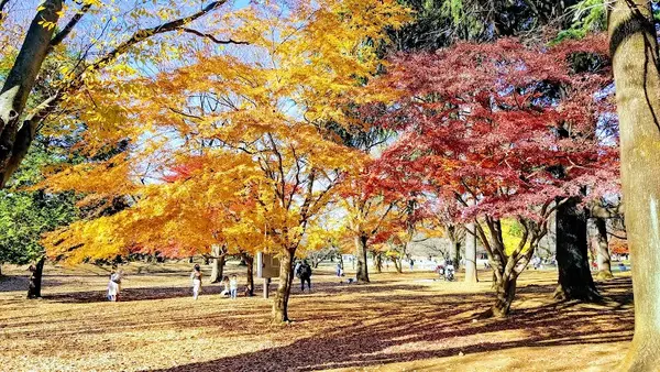 光が丘公園 4
