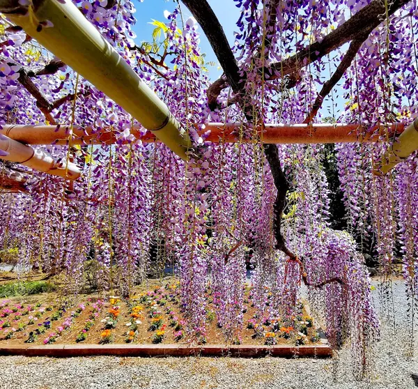 Tokaen (Ushijima's Wisteria)