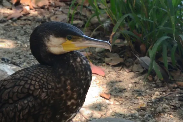 明石（明石公園） 2