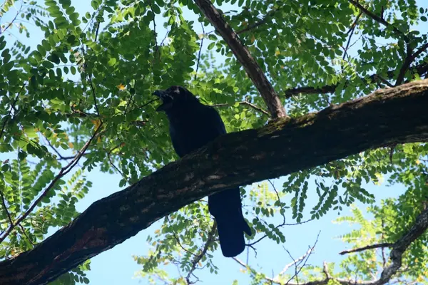 明石（明石公園） 3