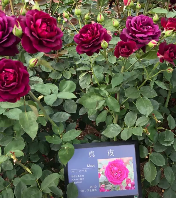 港区立芝浦中央公園 3