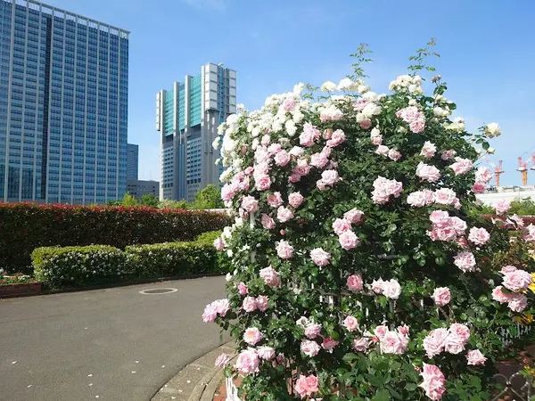 港区立芝浦中央公園 4