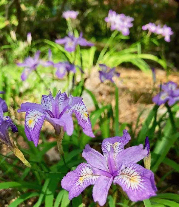 安積山公園 1