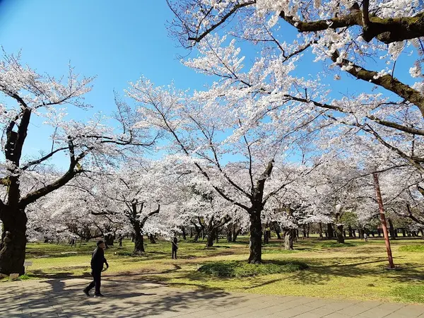 小金井公園 1