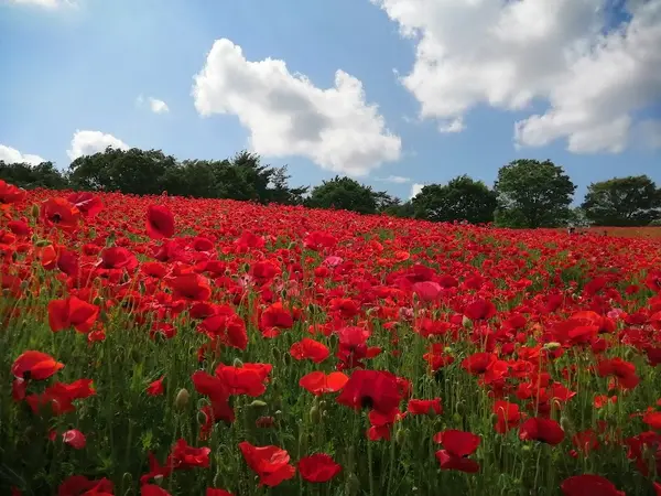 国営昭和記念公園 1