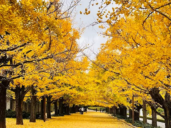 国営昭和記念公園 2