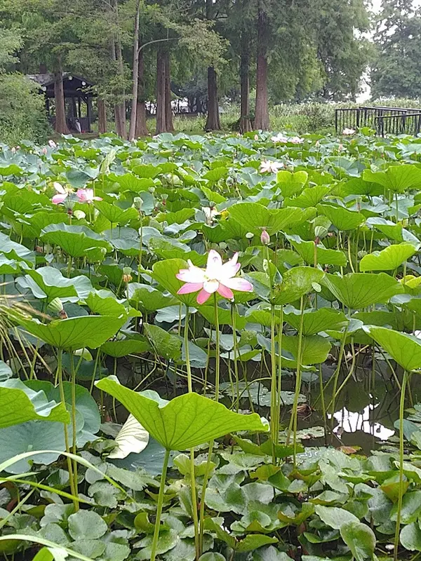 水元公園 1