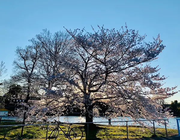 水元公園 3