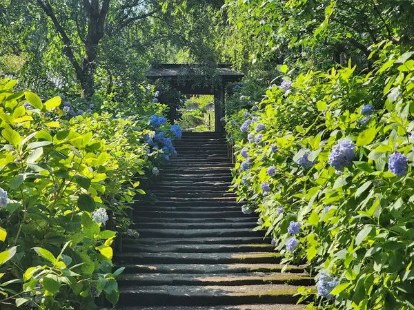 明月院（鎌倉） 2