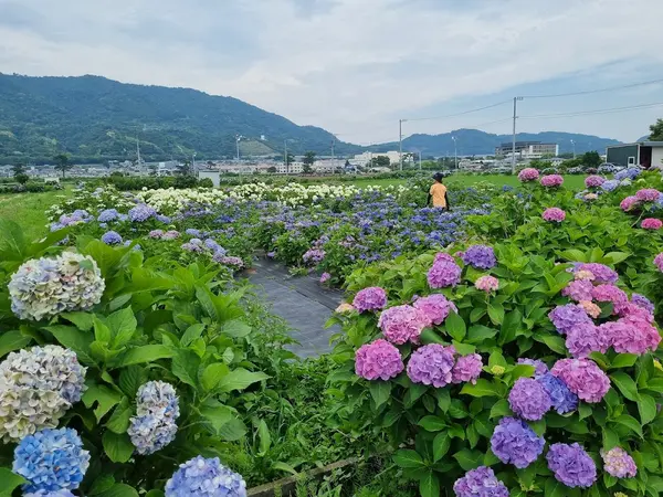 開成町あじさいの里 1