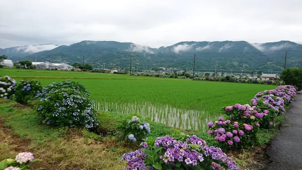開成町あじさいの里 2