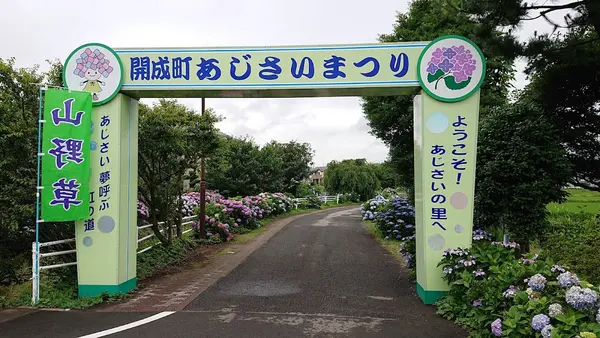 開成町あじさいの里 3