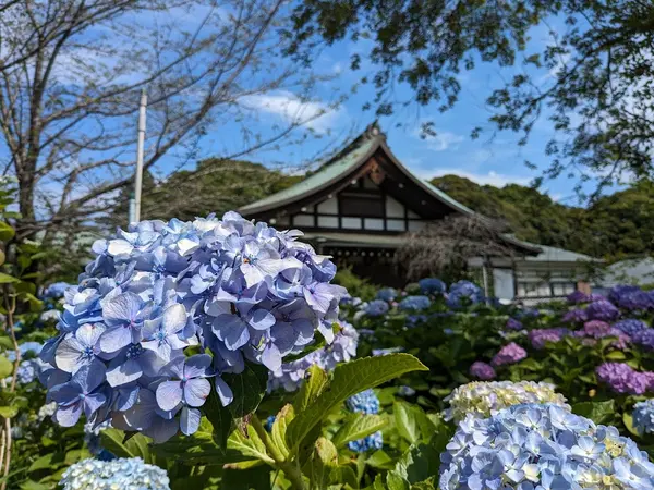 本土寺（松戸） 3