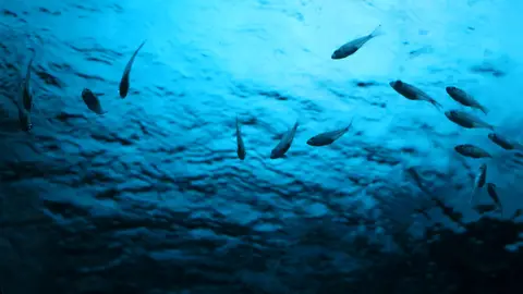 1泊2日鴨川旅行コース